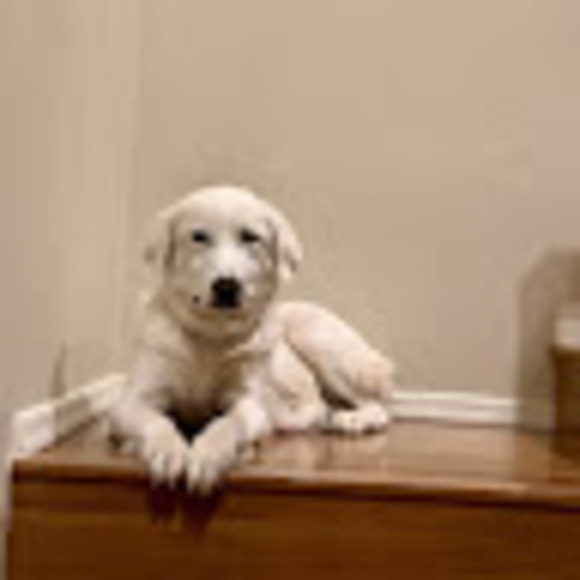 Meet your Posher, Sam - Picture 1 of 1